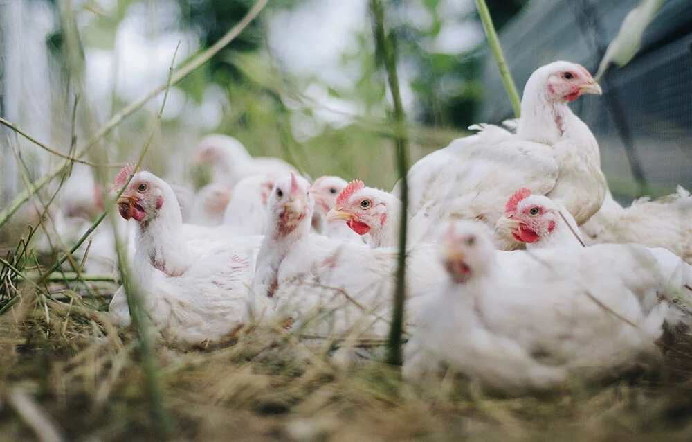 Broiler Chickens: Key to Sustainable Farming
