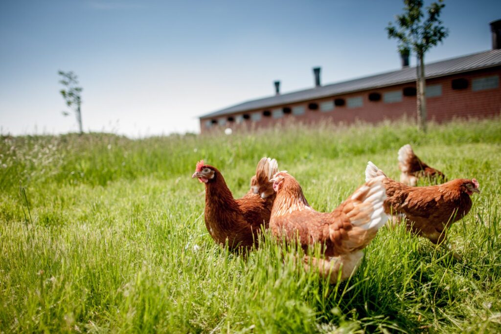 Broiler Chickens: Affordable Protein for Low-Income