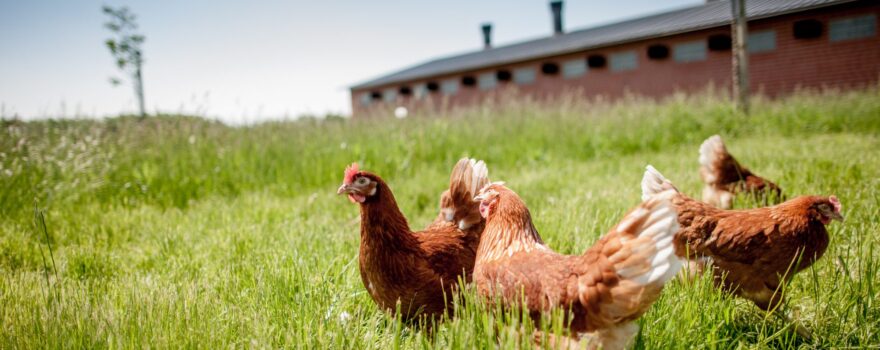 Broiler Chickens as a Source of Affordable Protein for Low-Income Regions