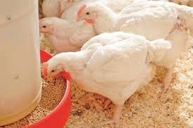 Broiler Farming Profitability: The Role of Scale