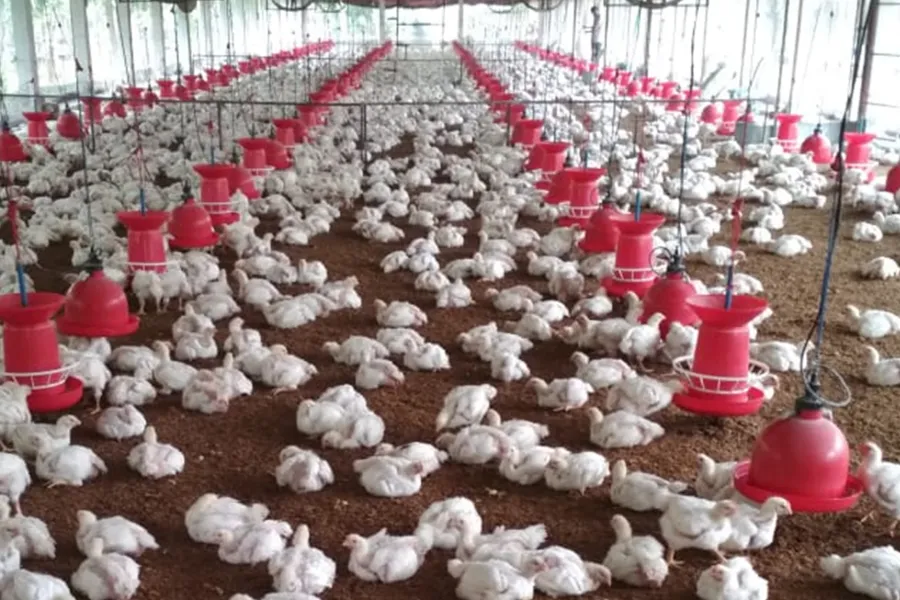 Broiler Feed Efficiency