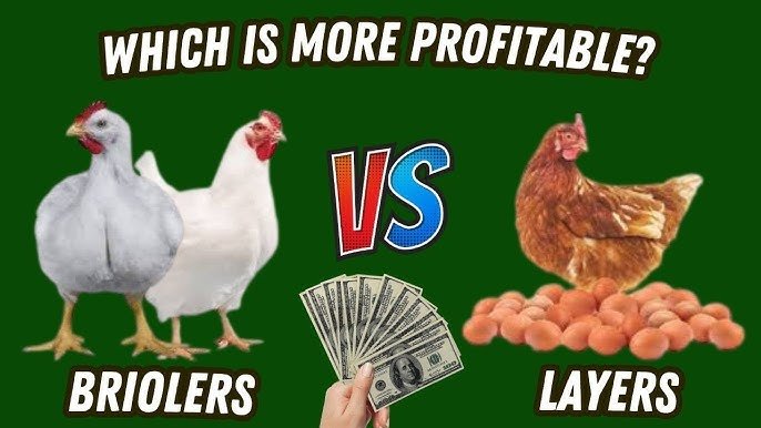 Broiler vs Layer Chickens: Profit Comparison