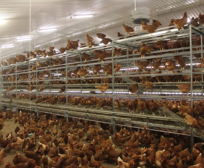 Cage-Free Broiler Housing: Understanding Needs