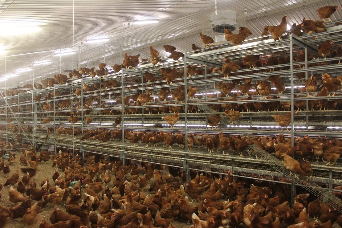 Cage-Free Broiler Housing: Understanding Needs