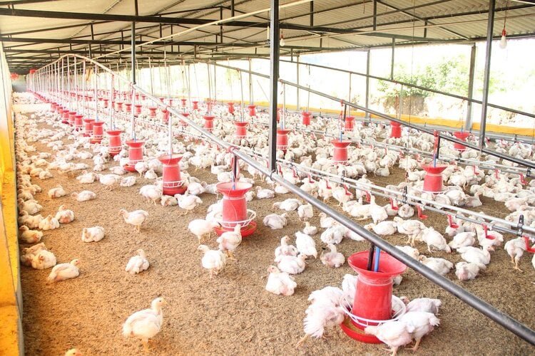 Calculating Costs for a Broiler Chicken Farm Startup