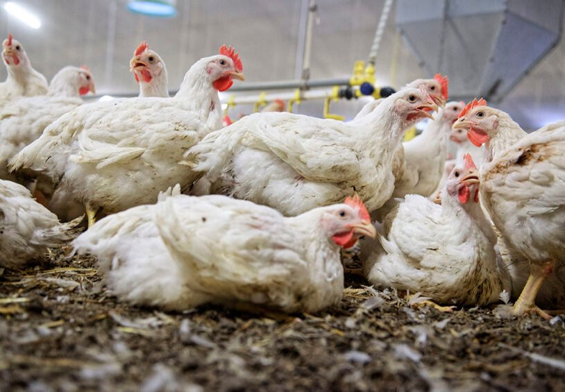 Case Studies: Successful Implementation of Environmental Sustainability in Broiler Farming