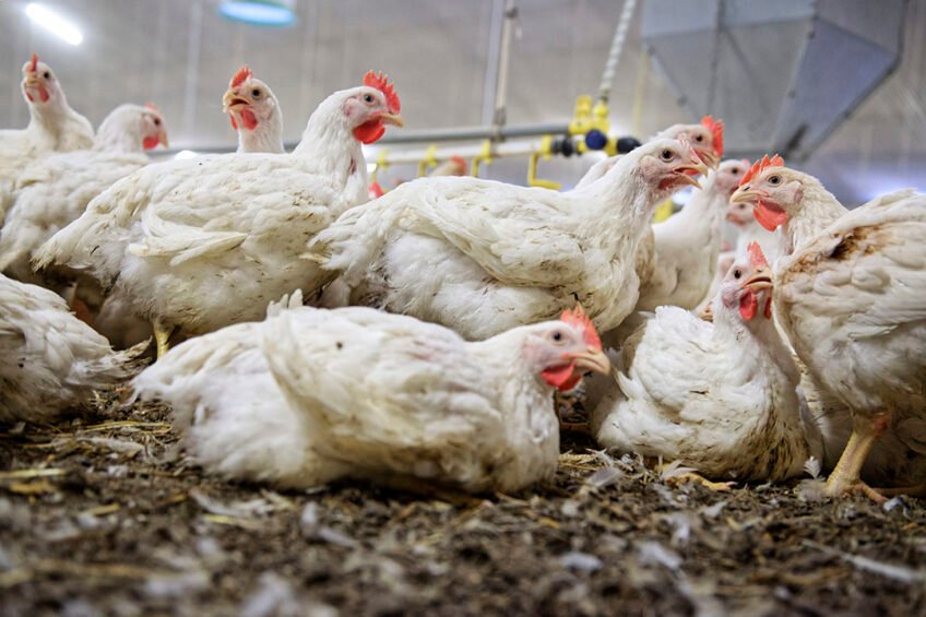 Case Studies: Successful Implementation of Environmental Sustainability in Broiler Farming