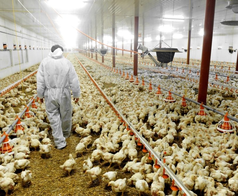 Certification's Impact on Broiler Chicken Marketing