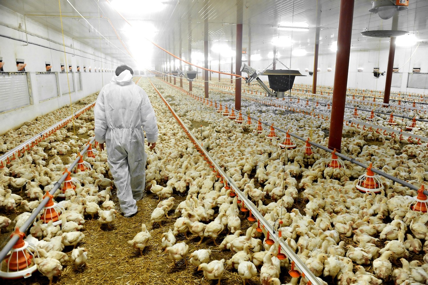 Certification's Impact on Broiler Chicken Marketing