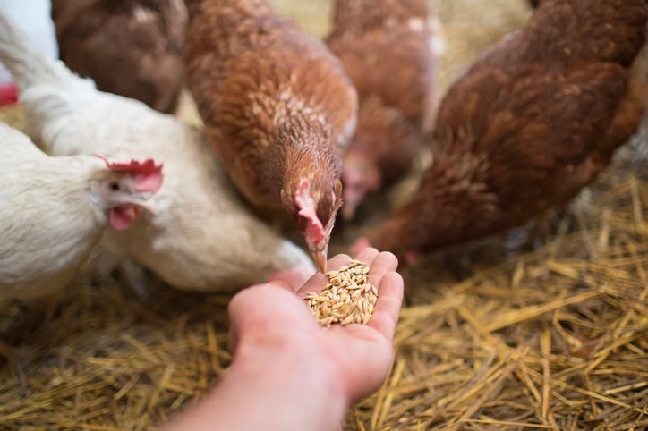 Choosing Best Feed Ingredients for Broiler Chickens