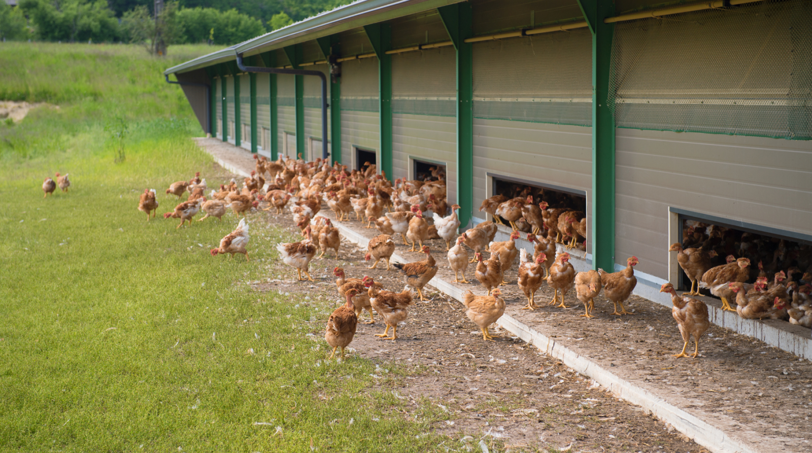 Choosing Intensive vs Free-Range Broiler Systems