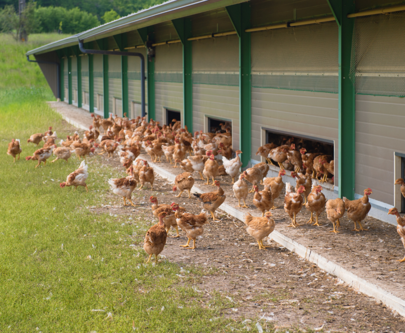 Choosing Intensive vs Free-Range Broiler Systems
