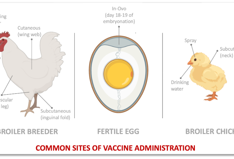 Choosing the Right Vaccines for Broiler Chickens