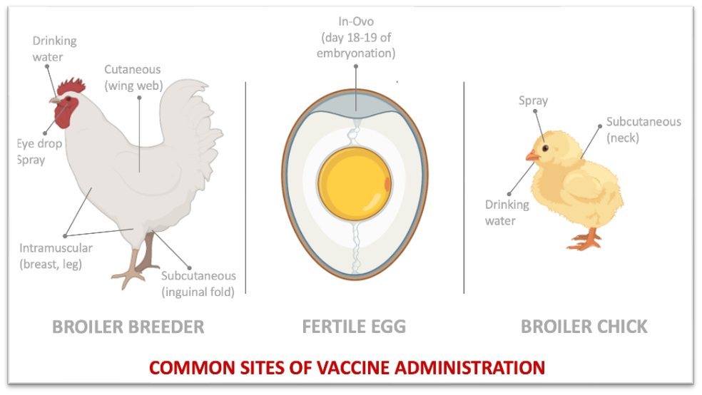 Choosing the Right Vaccines for Broiler Chickens