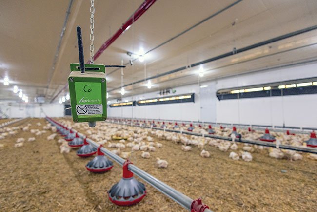Climate Control Systems for Broiler Chicken Welfare