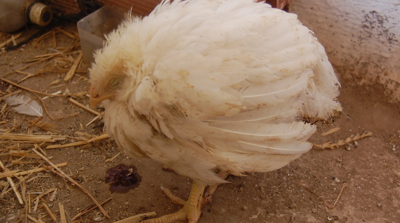 Coccidiosis in Broiler Chickens: Causes and Treatment
