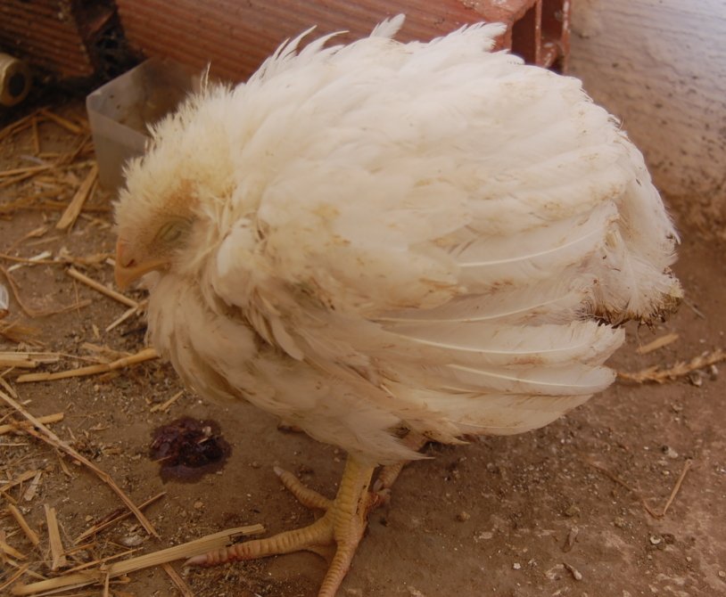 Coccidiosis in Broiler Chickens: Causes and Treatment