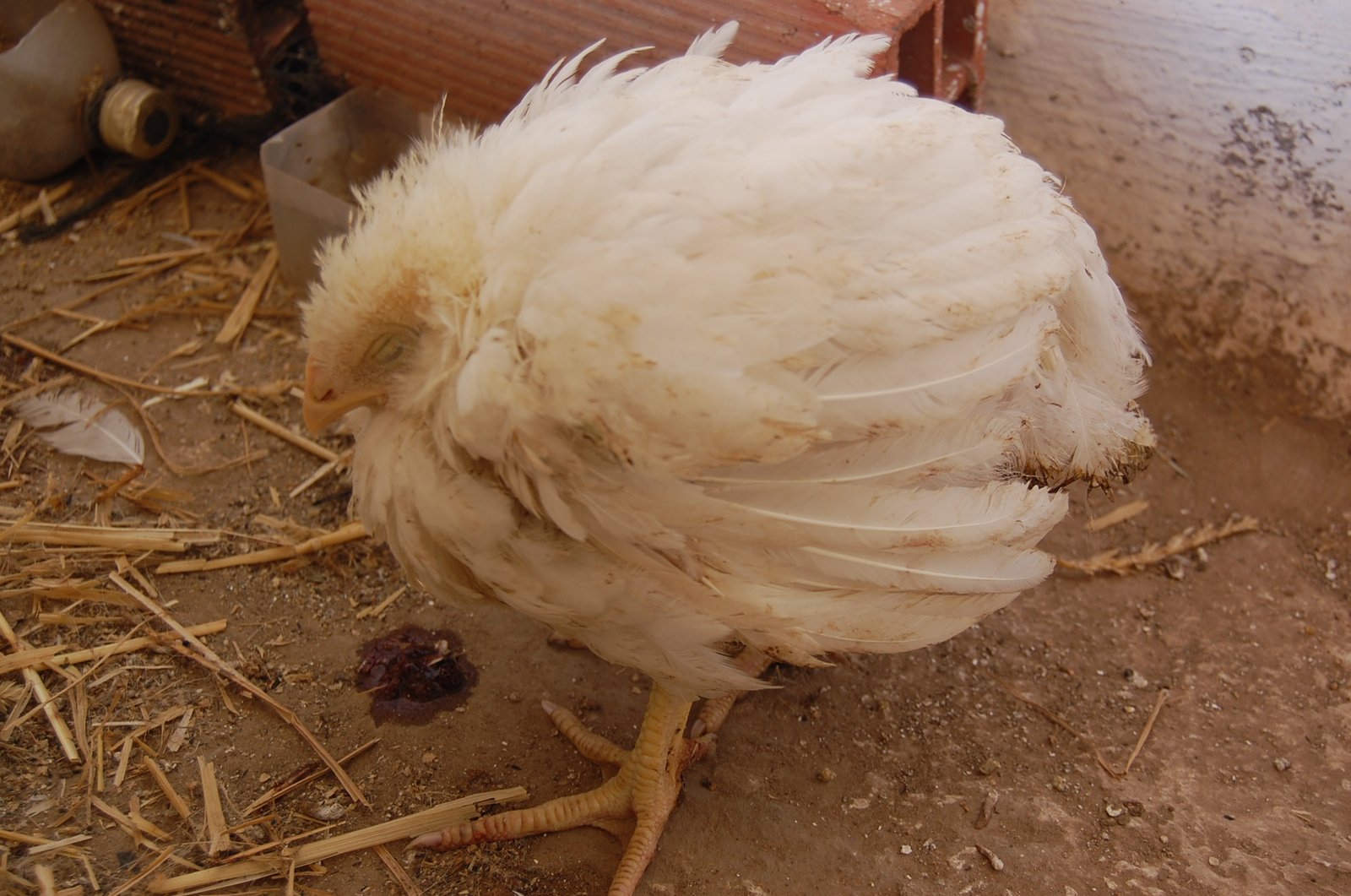 Coccidiosis in Broiler Chickens: Causes and Treatment