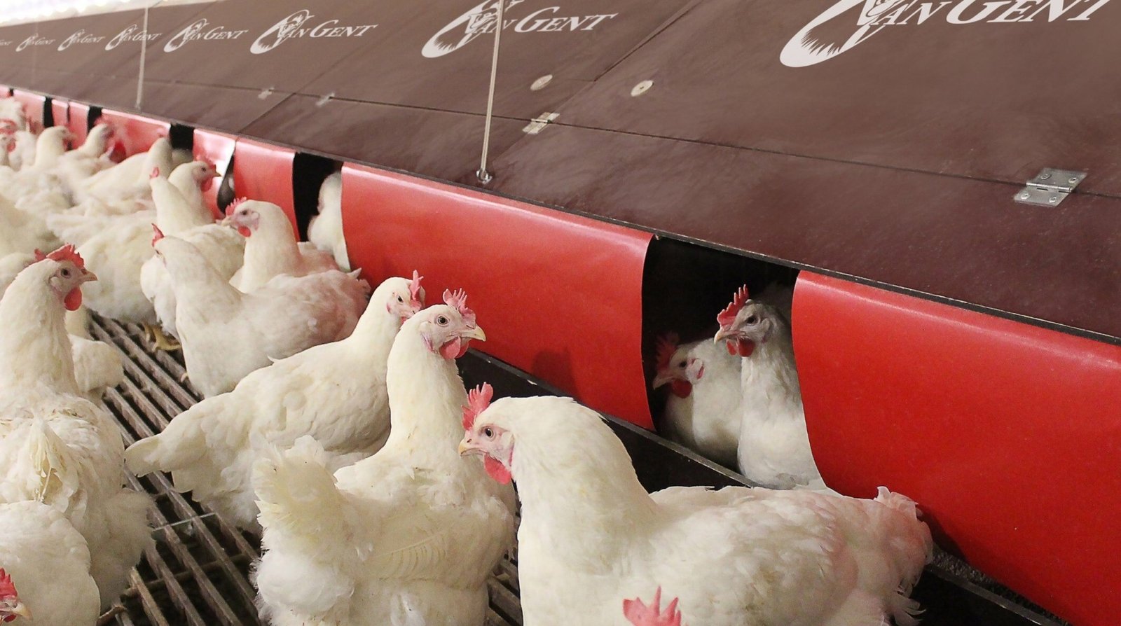 Creating a Strong Brand for Broiler Chicken Products