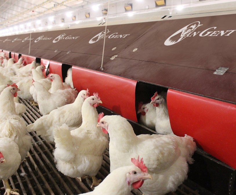 Creating a Strong Brand for Broiler Chicken Products
