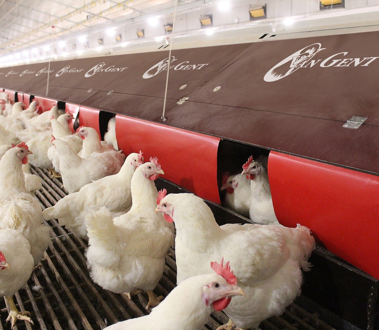 Creating a Strong Brand for Broiler Chicken Products