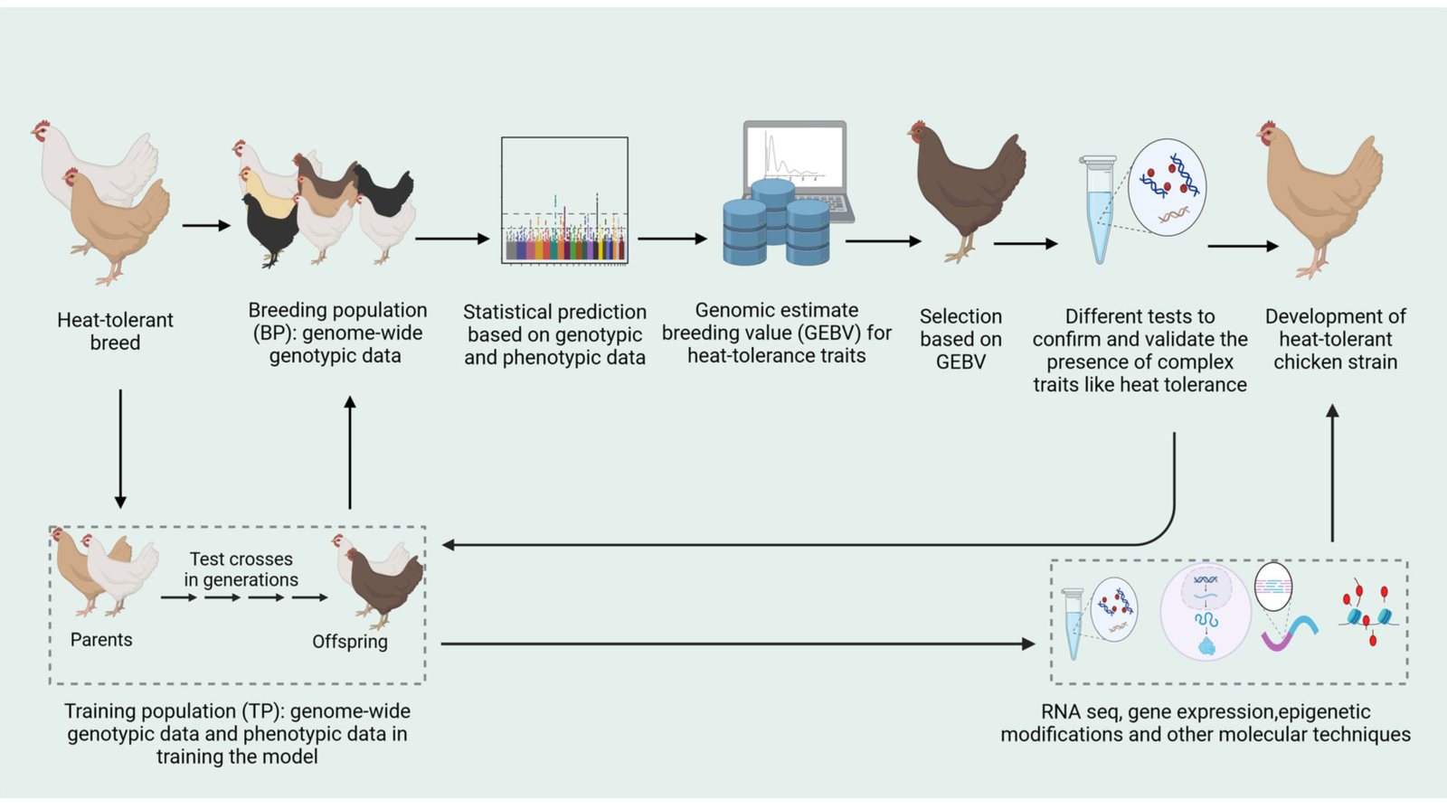 Crossbreeding's Impact on Broiler Chicken Traits