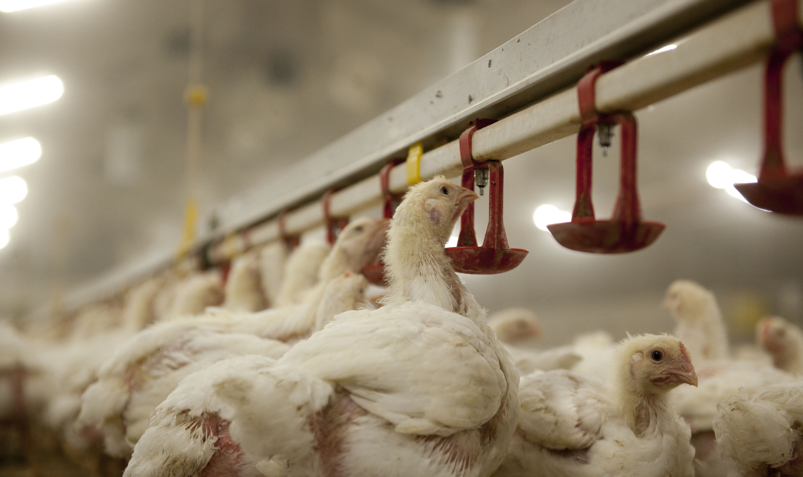 Digestibility's Impact on Broiler Feed Efficiency