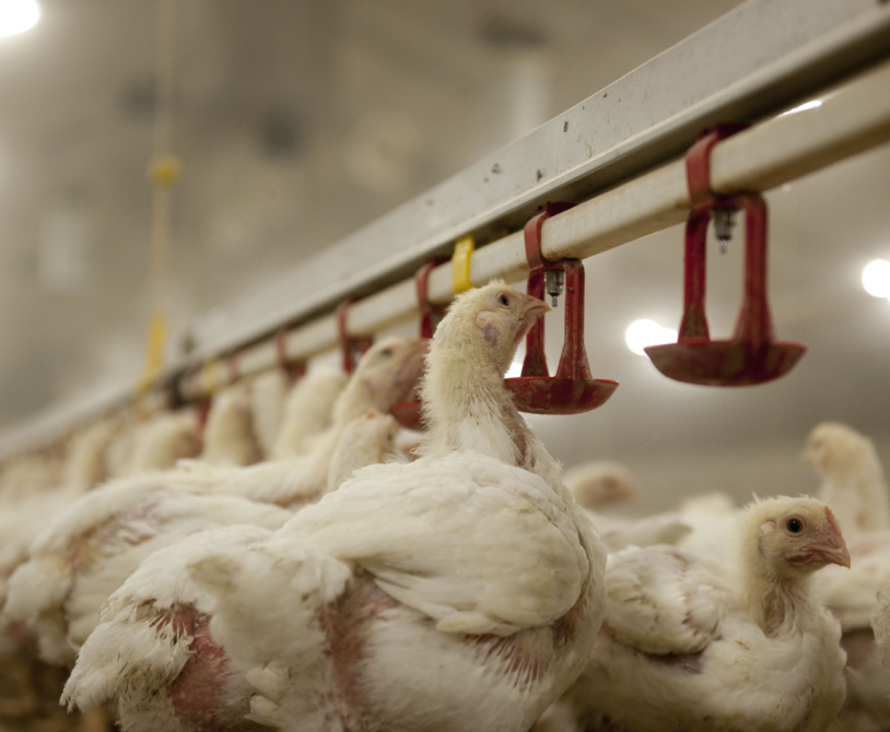 Digestibility's Impact on Broiler Feed Efficiency