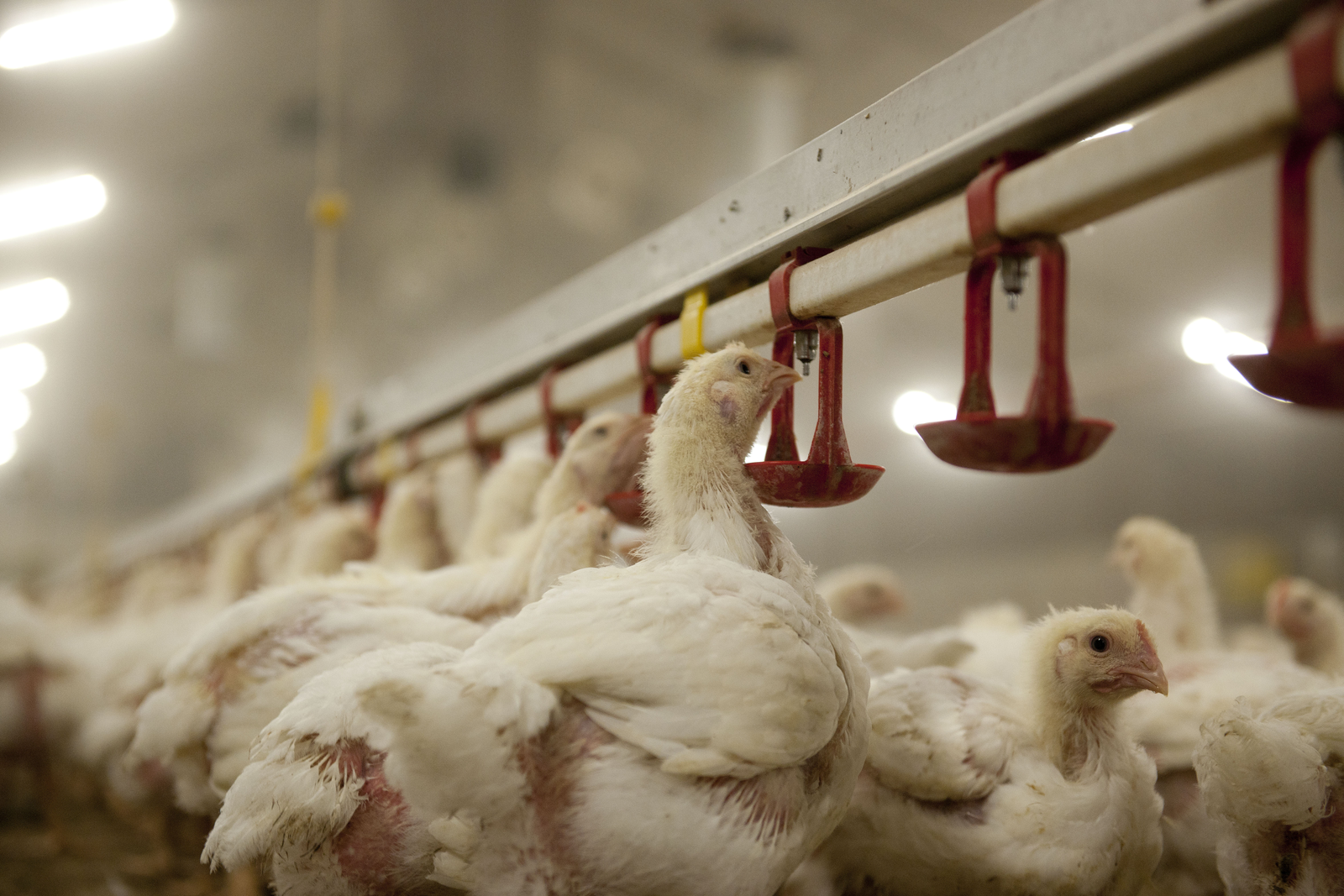 Digestibility's Impact on Broiler Feed Efficiency