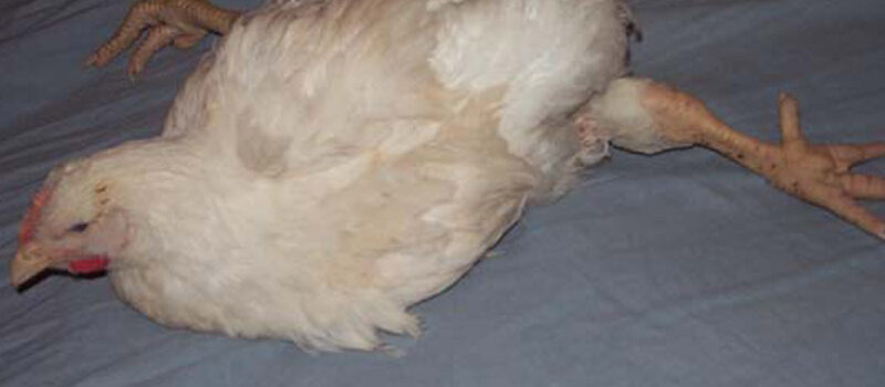 Early Warning Signs of Disease in Broiler Chickens and How to Respond