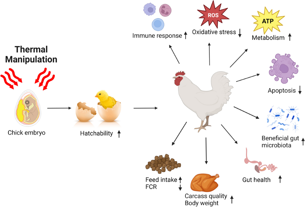 Environmental Impact on Broiler Chicken Growth Phases