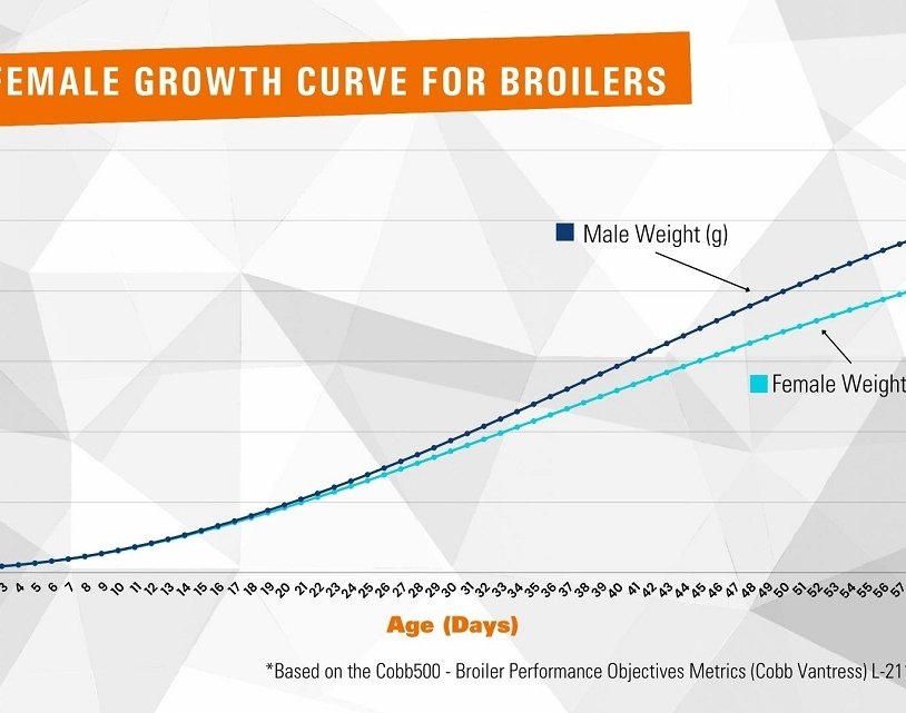 Essential KPIs for Broiler Chicken Growth