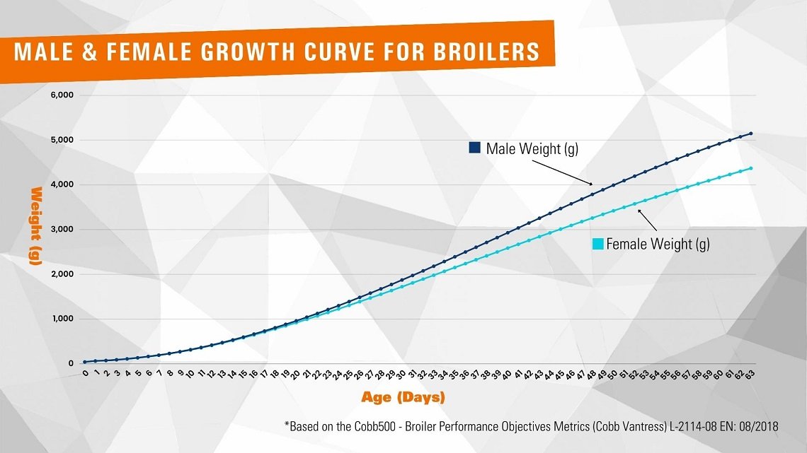 Essential KPIs for Broiler Chicken Growth