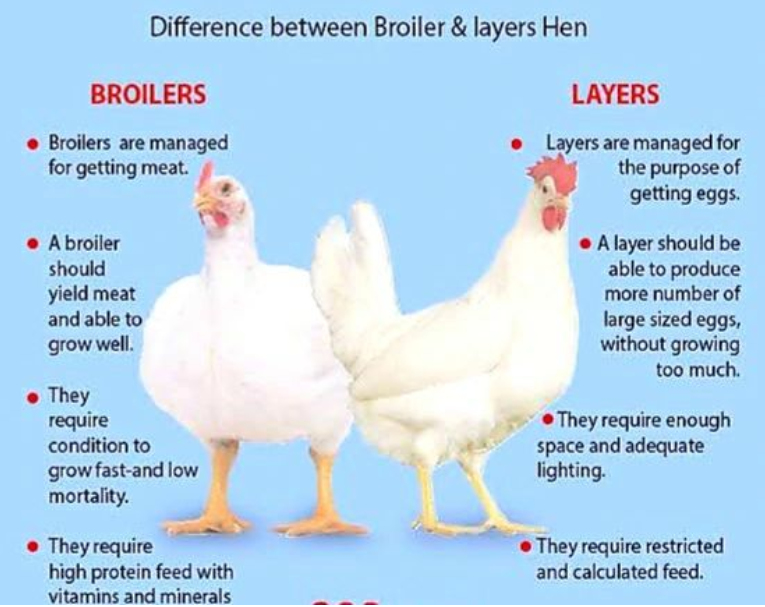 Fast vs Slow-Growing Broiler Breeds: A Comparison