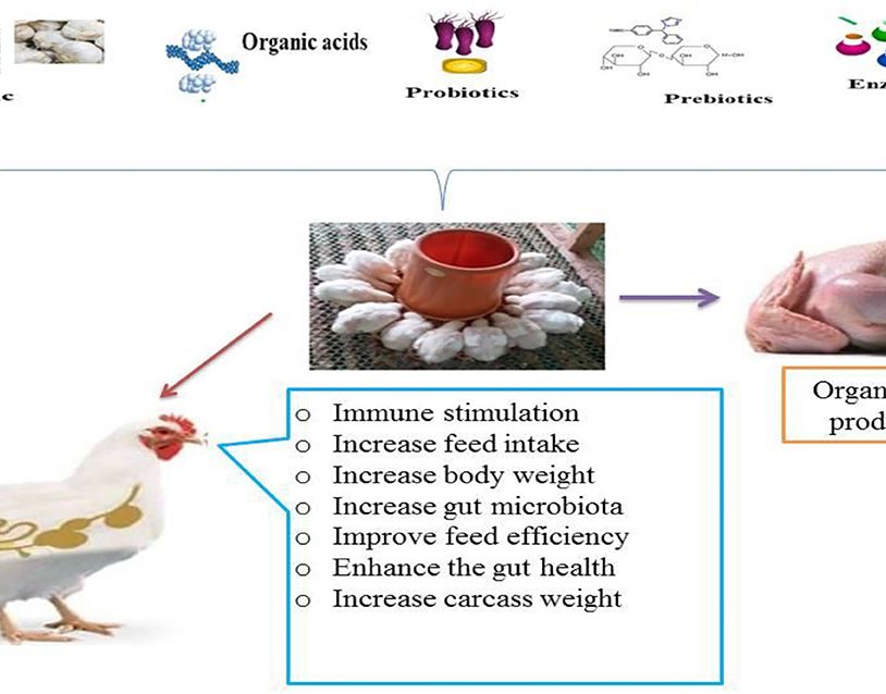 Feed Additives: Boosting Broiler Chicken Performance