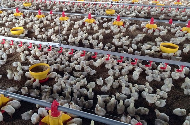 Flock Data: Boost Broiler Growth