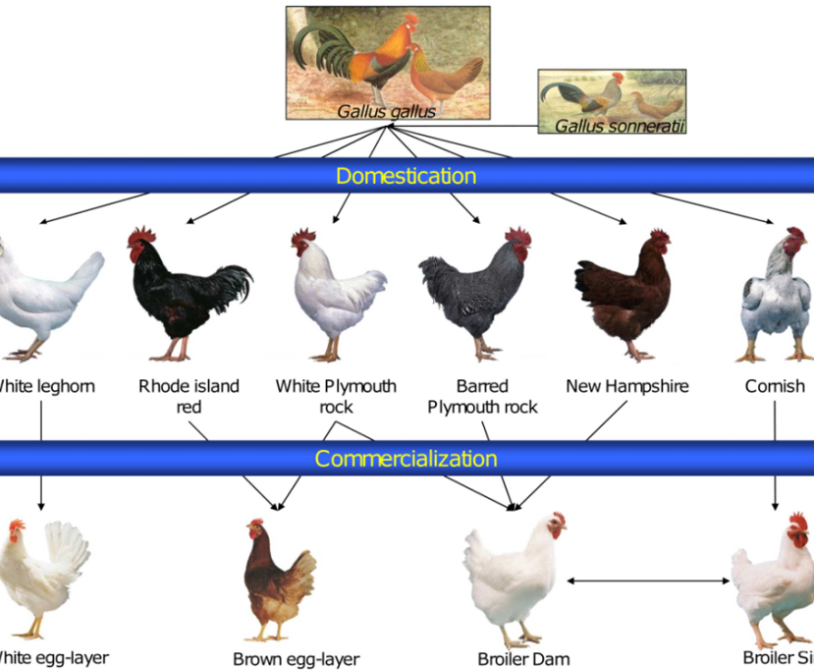 Genetic Diversity in Broiler Chicken Populations