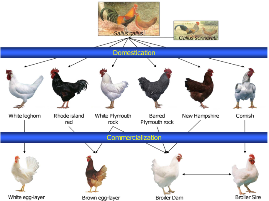 Genetic Diversity in Broiler Chicken Populations
