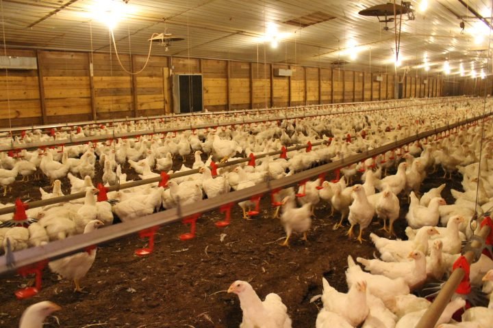 Grower Phase in Broiler Chicken Production Explained