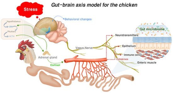 Gut Health's Role in Preventing Broiler Diseases