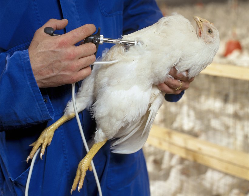 Choosing the Right Vaccines for Broiler Chickens