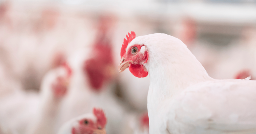 Avian Flu in Broiler Chickens: Identify & Treat