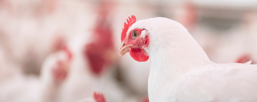 How to Identify and Treat Avian Influenza in Broiler Chickens