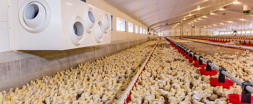 How to Monitor Broiler Chicken Growth Rates Throughout the Lifecycle