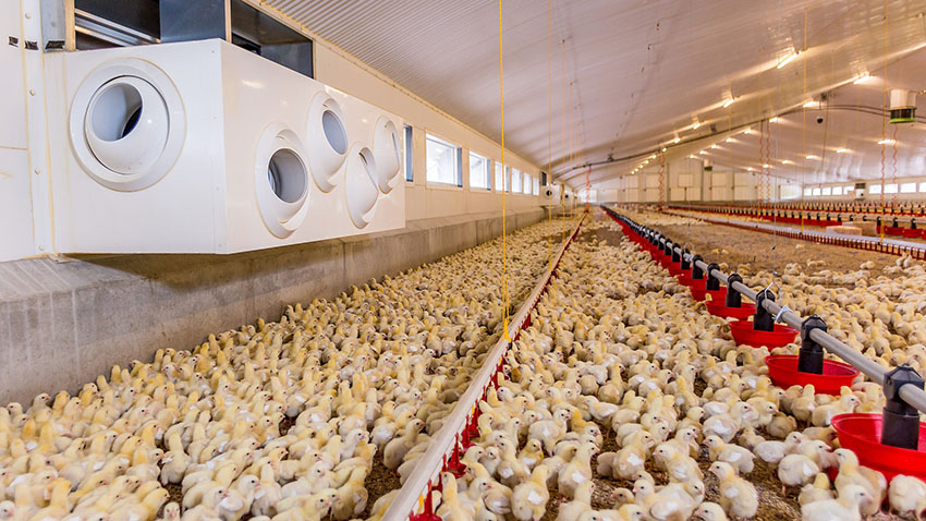 Identify & Address Broiler Chicken Growth Issues