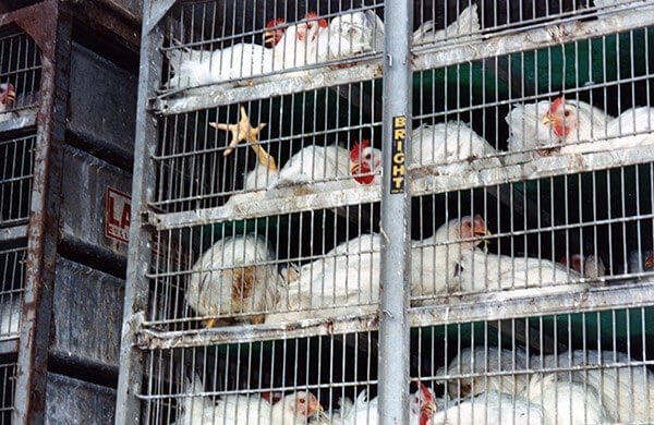 Humane Handling and Transport of Broiler Chickens