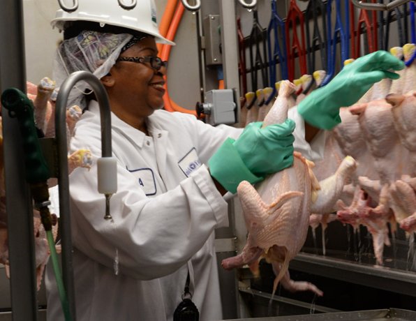 Hygiene in Broiler Chicken Processing Facilities
