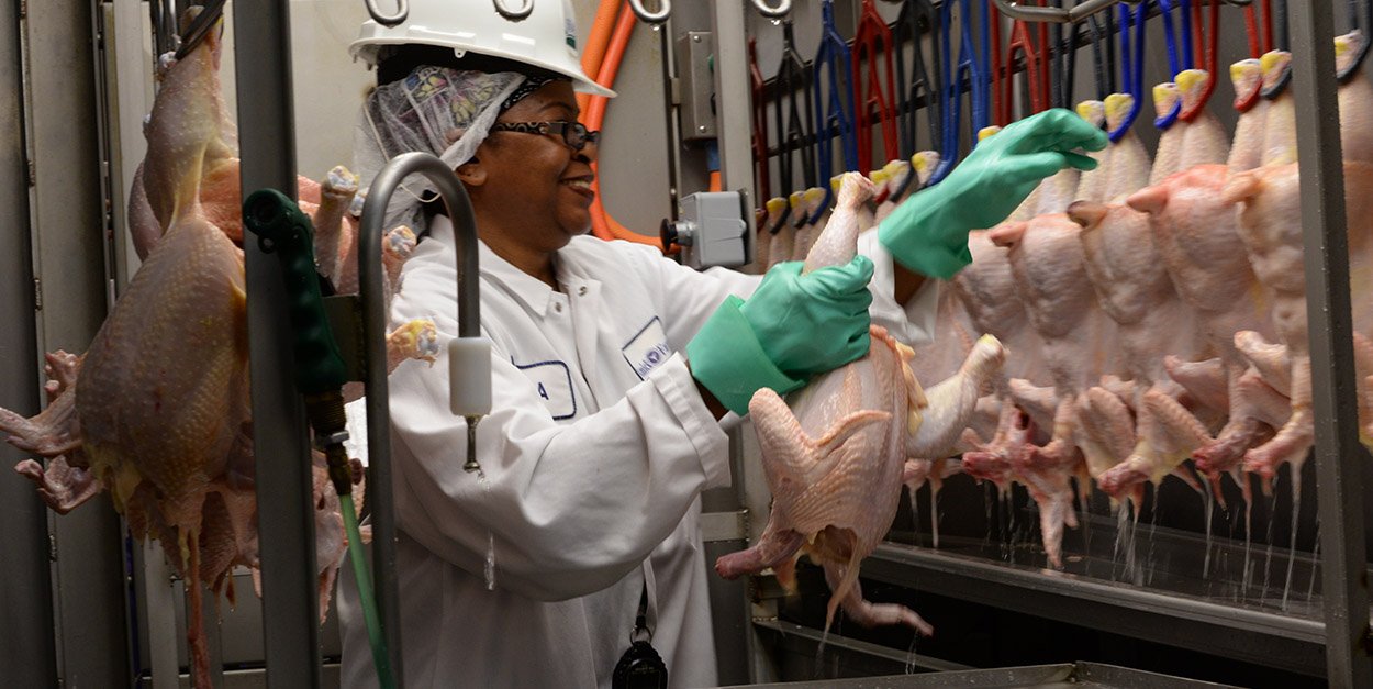 Humane Slaughter in Broiler Chicken Processing