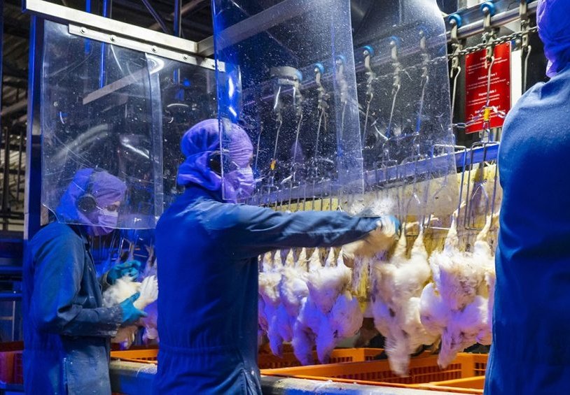 Hygiene in Broiler Chicken Processing Facilities