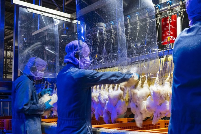 Hygiene in Broiler Chicken Processing Facilities